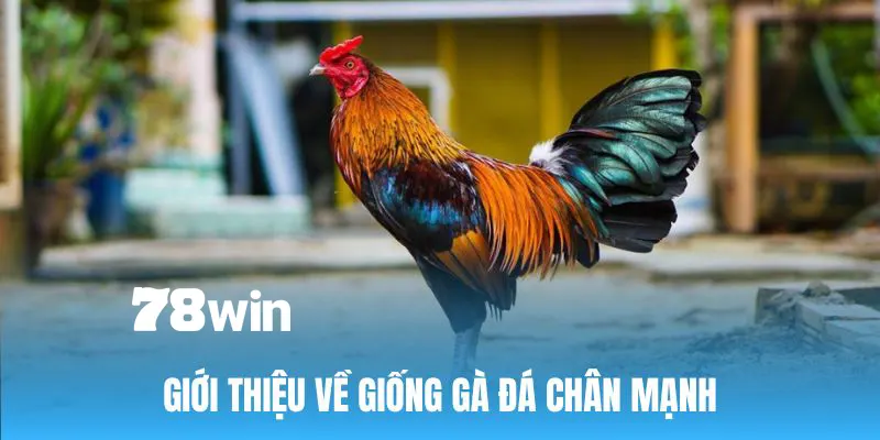 Cách Nuôi Gà Đá Chân Mạnh - Bật Mí Bí Quyết Chuẩn Nhất 2024 5 Sơ lược về khái niệm gà đá chân mạnh